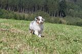 BERGER AUSTRALIEN PUPPIES 048